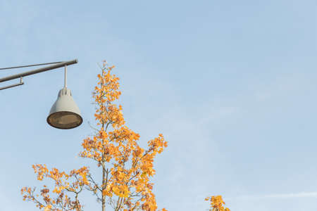 positive autumn background. street lamp and tree with yellowed leaves