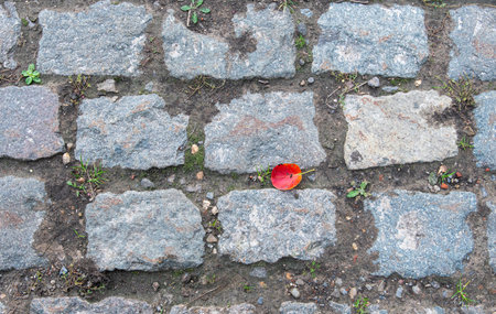 Texture of a walking path  with a red leaf from an autumn treeの写真素材