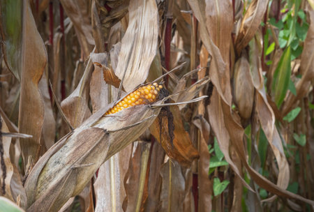 corn stalks and ears in the field  after harvest.