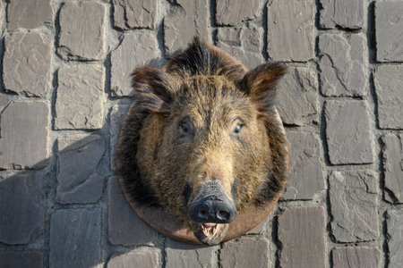 wild boar head on stone backgroundの写真素材