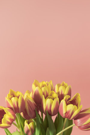Bouquet of tulips on a pink background. Tulips are yellow-red on a light pink background.の写真素材