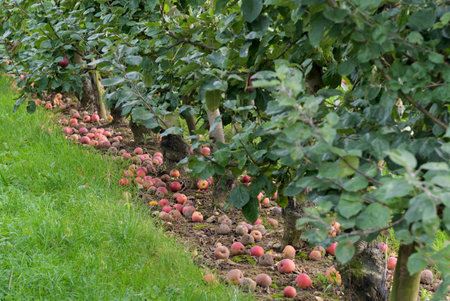 Apples lying on the ground not harvested on plantations in October