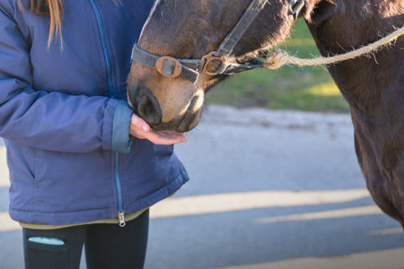 The girl feeds the horse with her hands. copy space