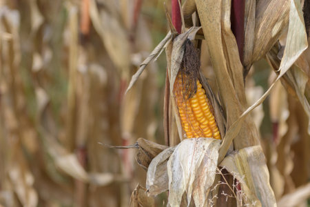 Corn stalks and ears in the field in late October after harvest. copy space