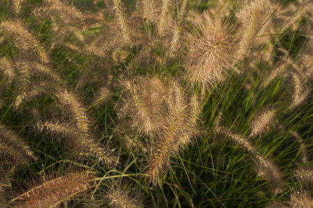 Ornamental cereal plant. Close-up. Decorate flower beds on the streetの写真素材