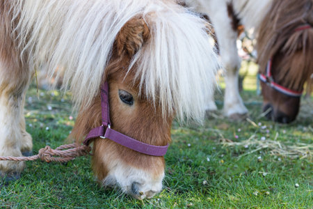 The pony horse eats grass in the meadow. Portrait of a pony.の写真素材