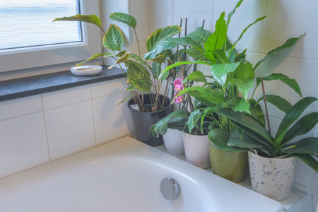 The placement of houseplants in the bathroomの写真素材