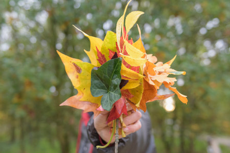 Autumn leaves in hand. in the center of the picture.の写真素材