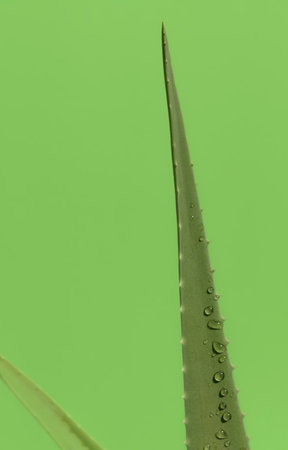 Aloe plant branch with dew drops. On green background. place for textの写真素材