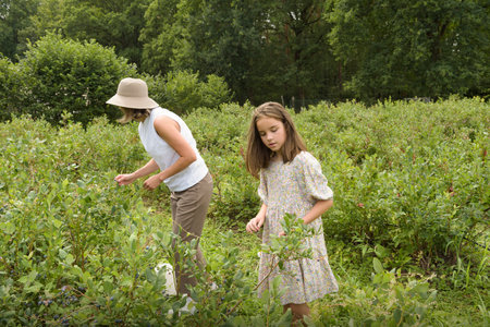 A woman and a girl are picking blueberries in the field. Mom and daughter. Lifestyle. Vaccinium corimbosumの写真素材
