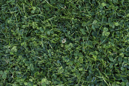 Grass, lawn, flower or clover in the middle. Texture grass, flat layの写真素材