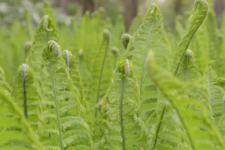 Ostrich Fern - True. Also known as Germanica, Matteuccia, Strutiopteris.の写真素材