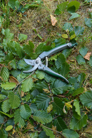 Hand pruning shears on freshly cut foliage on the ground. Close up, verticalの写真素材