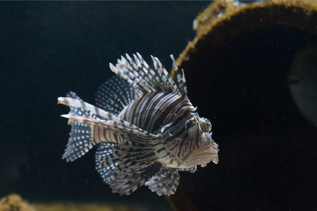The Pterois lunulata lionfish in thema aquarium