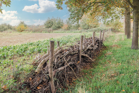 Autumn landscape with a wicker rustic fence made of dry branches close-up