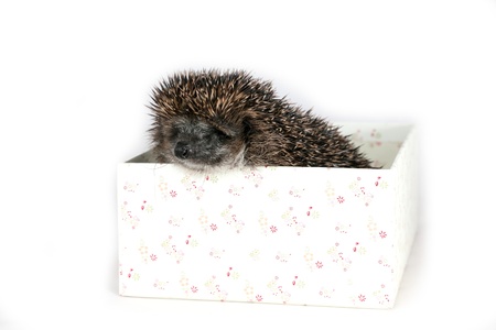 Cute hedgehog sitting in a box looking outの写真素材