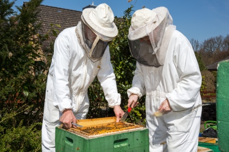 Two beekeepers maintaining beehive to ensure health of the bee colony or honey harvestの写真素材