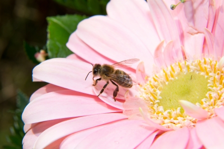 Bee collecting honey or pollen on a flowerの写真素材