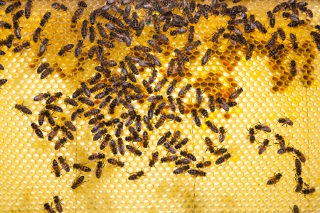Bees on honeycomb in beehive working and collecting pollen and honey