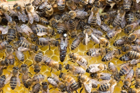 Queen bee in a beehive laying eggs supported by worker bees