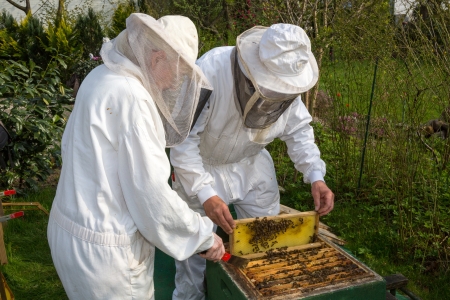 Two beekeepers maintaining beehive to ensure health of the bee colony or honey harvestの写真素材