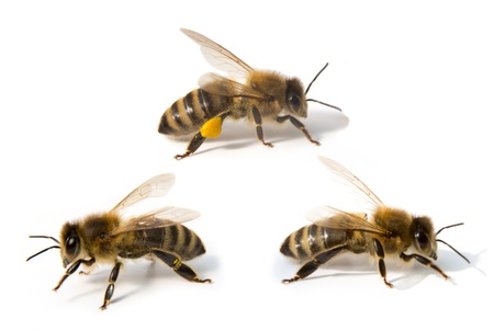 Bees isolated in front of white backgroundの写真素材