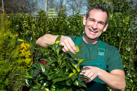Gardener pruning a tree or plant in nursery