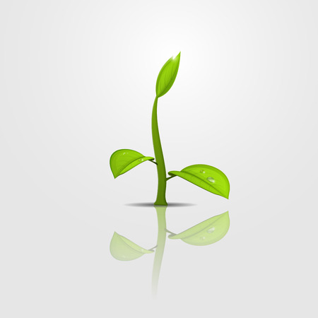 Green sprout with young leaves and water drop on reflecting surfaceのイラスト素材