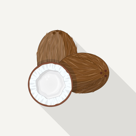 Realistic tropical coconut illustration. Half of coconut with white milk and meat and full nut with peel.のイラスト素材