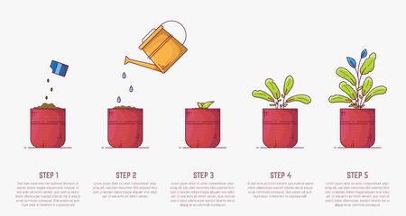 Growing plant stages. Seeds, watering can, sprout and grown plant. House plant in flowerpot. Line style flat illustration of house plant with leaves in pot. Thin lines. Growing process. のイラスト素材