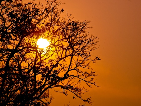 silhouette Tree