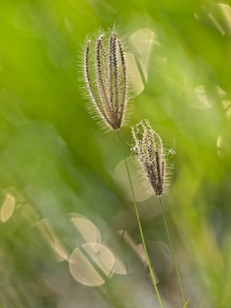 grassの写真素材