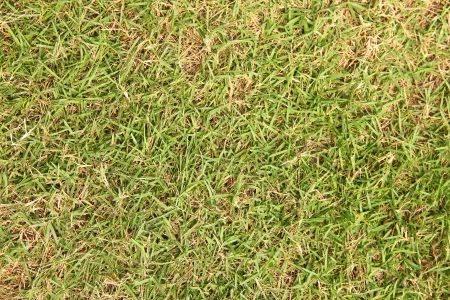 Green grass texture background 