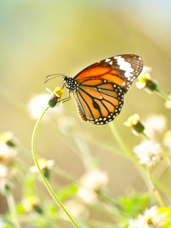 Monarch Butterfly on a flowerの写真素材