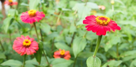 red flowersの写真素材