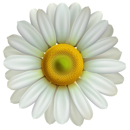 Chamomile flowerのイラスト素材