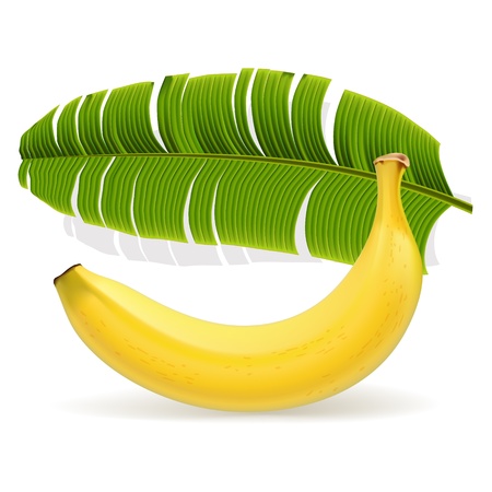 Ripe yellow banana with leafのイラスト素材