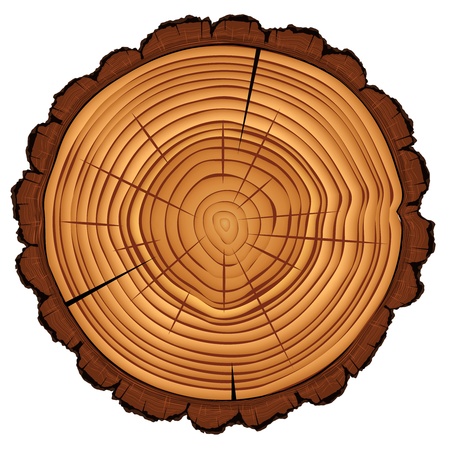 Cross section of tree stump isolated on whiteのイラスト素材