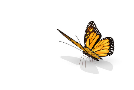 Colorful butterfly isolated on white background.のイラスト素材