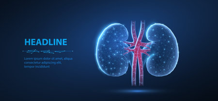 Kidney. Urological health, organ donation, medical technology, human anatomyのイラスト素材