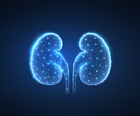 Kidney. Urological health, organ donation, medical technology, human anatomyの写真素材