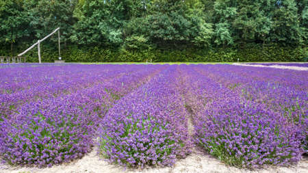 Lavender field with shadoof and trees on background. Lavender farm in Netherlands