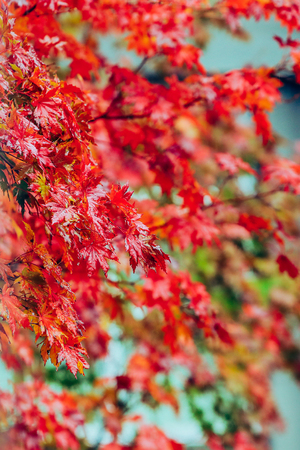 Red maple leaves.の写真素材