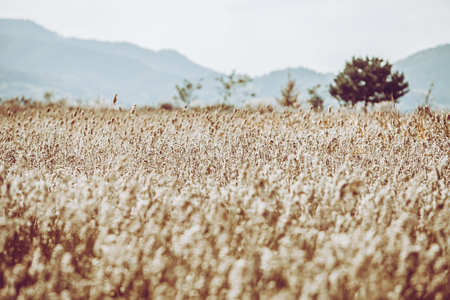 Golden Reeds Field.の写真素材