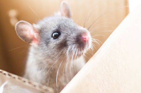 Portrait of a curious gray rat on a corton boxの写真素材