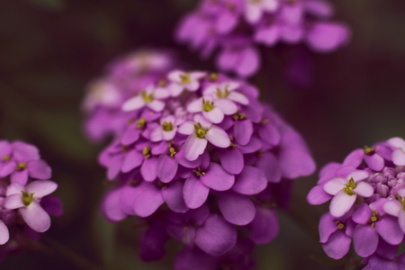 Iberis iberis flower inflorescence purple close-up on a dark backgroundの写真素材