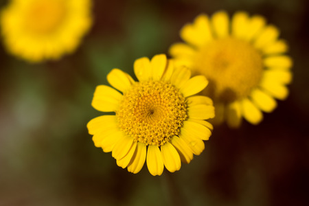 Cota tinctoria yellow daisy flower on a dark backgroundの写真素材