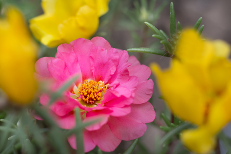 PortÃºlaca bloom flower pink yellow close-upの写真素材