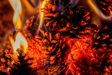 Unusual campfire of pine cones at night in the forest. Taiga. Summer.の写真素材