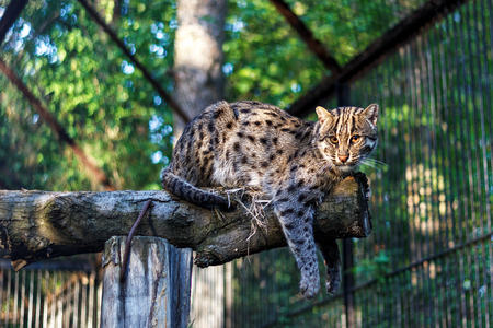 Image with Far eastern forest cat at the zooの写真素材